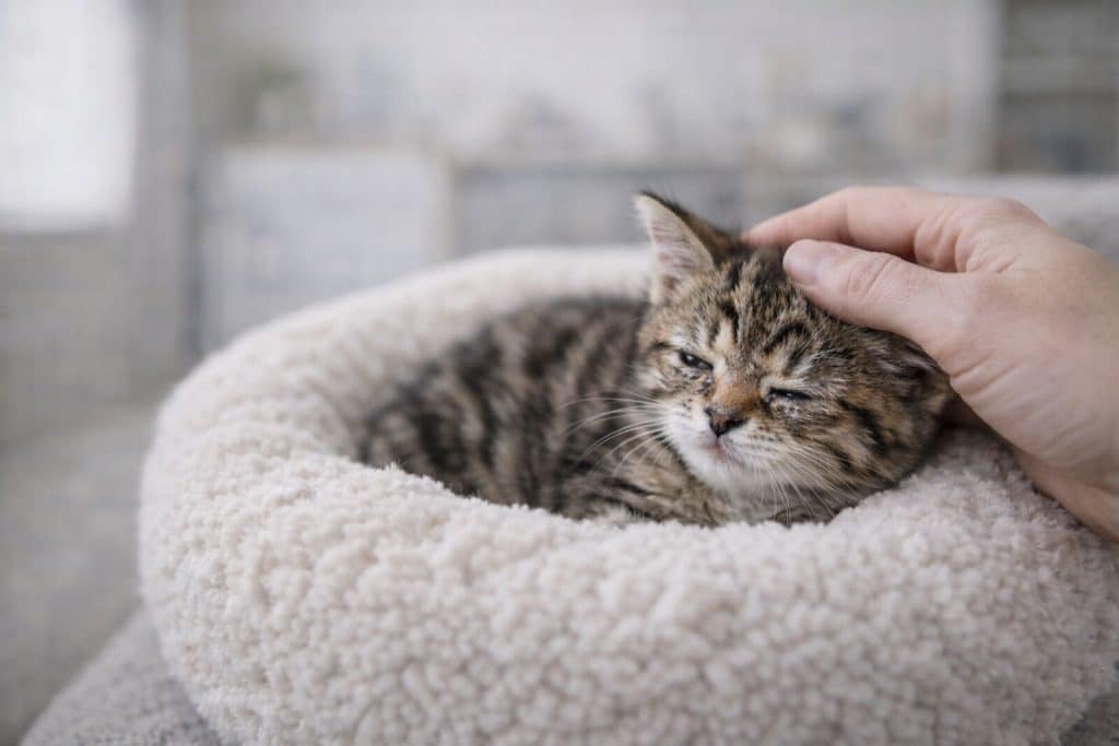 Cuidados em casa e monitoramento do filhote de gato espirrando