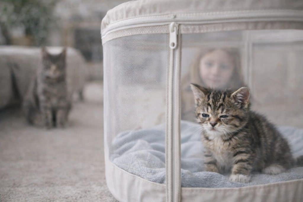 Risco de transmissão e proteção da família e outros pets