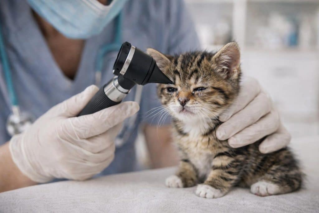 Como o veterinário diagnóstica um filhote de gato espirrando
