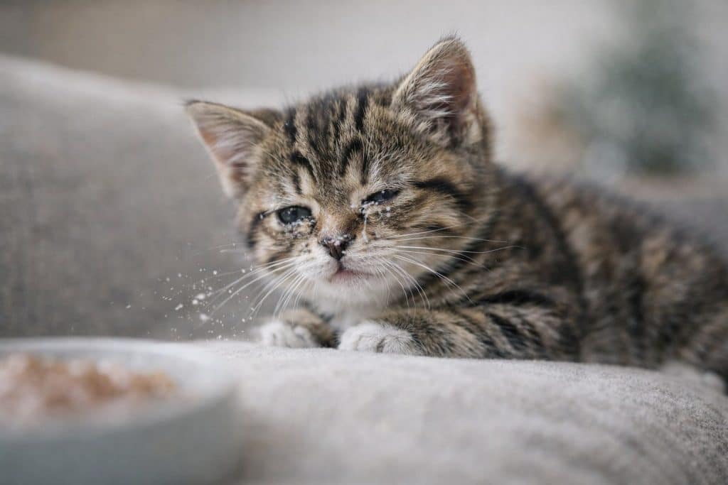 Sintomas que acompanham o filhote de gato espirrando