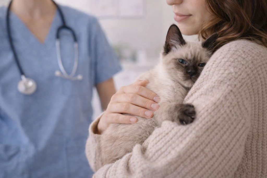 Saúde e mudanças comportamentais: quando o filhote de gato segue o tutor por doença