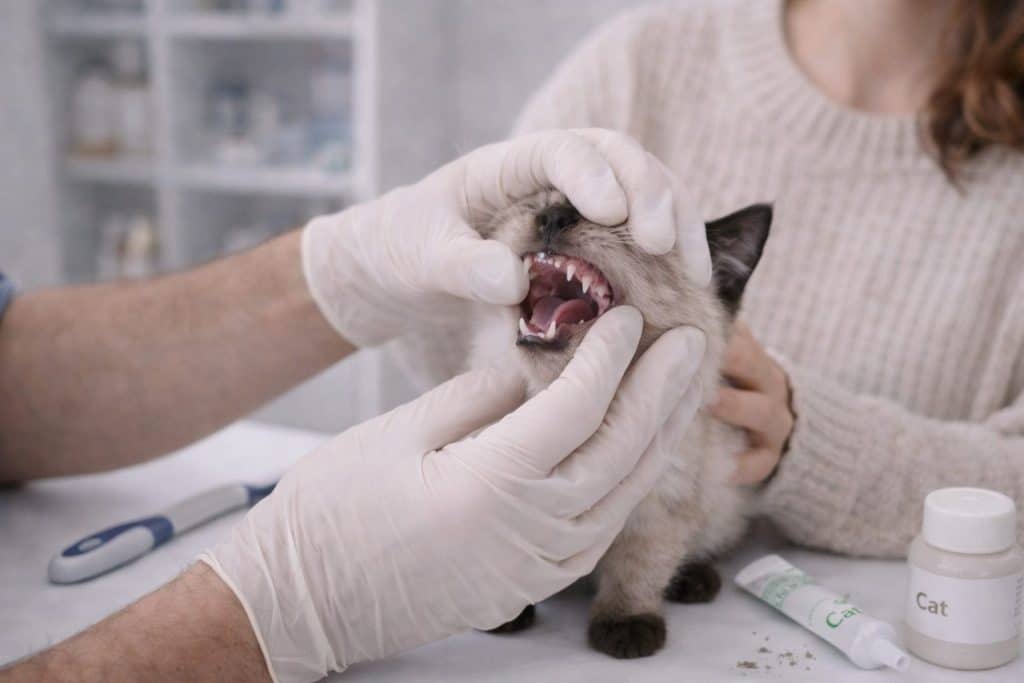 Avaliação dental e oral: dentes, gengivas e higiene do filhote