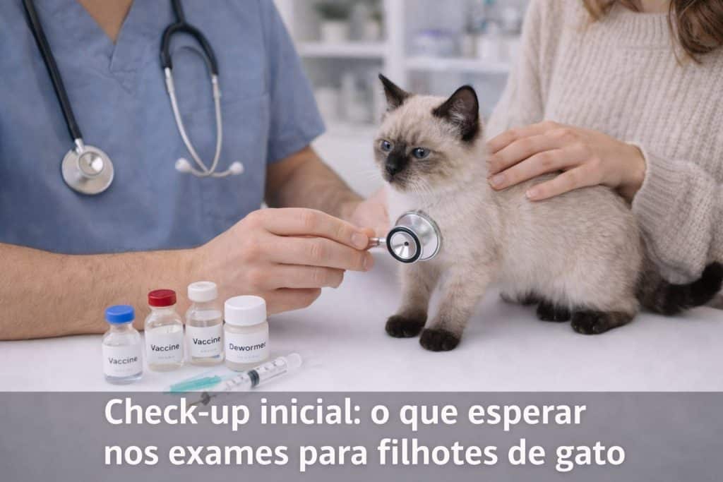 Check-up inicial: o que esperar nos exames para filhotes de gato
