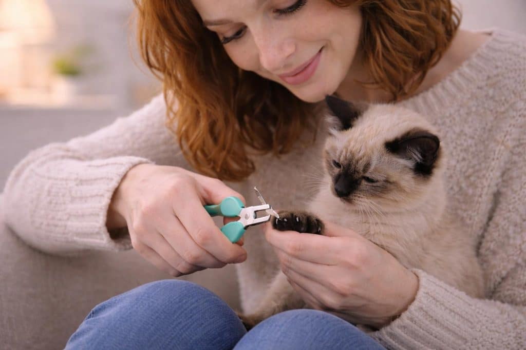 Unhas, arranhos e segurança quando seu filhote amassa pãozinho