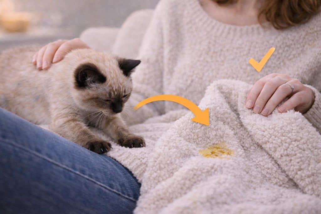 Como redirecionar o filhote de gato amassando pão sem estressar nenhum dos dois