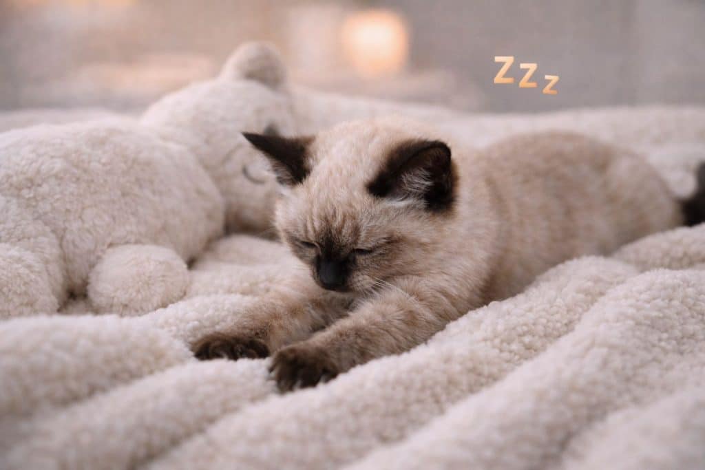 Por que seu filhote amassa pãozinho para conforto e sono