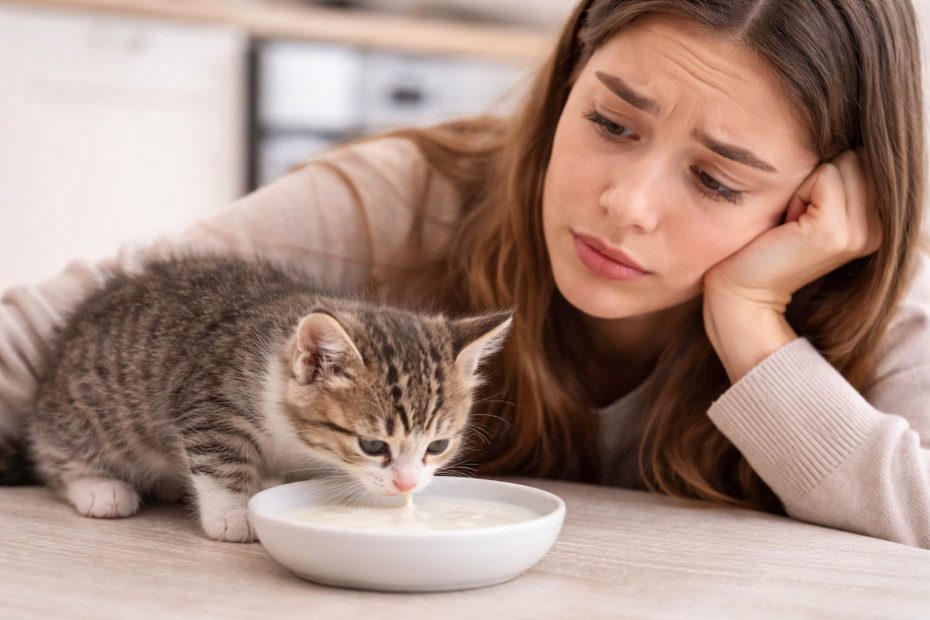 Filhote de gato pode beber leite? Entenda quando é seguro e quando evitar
