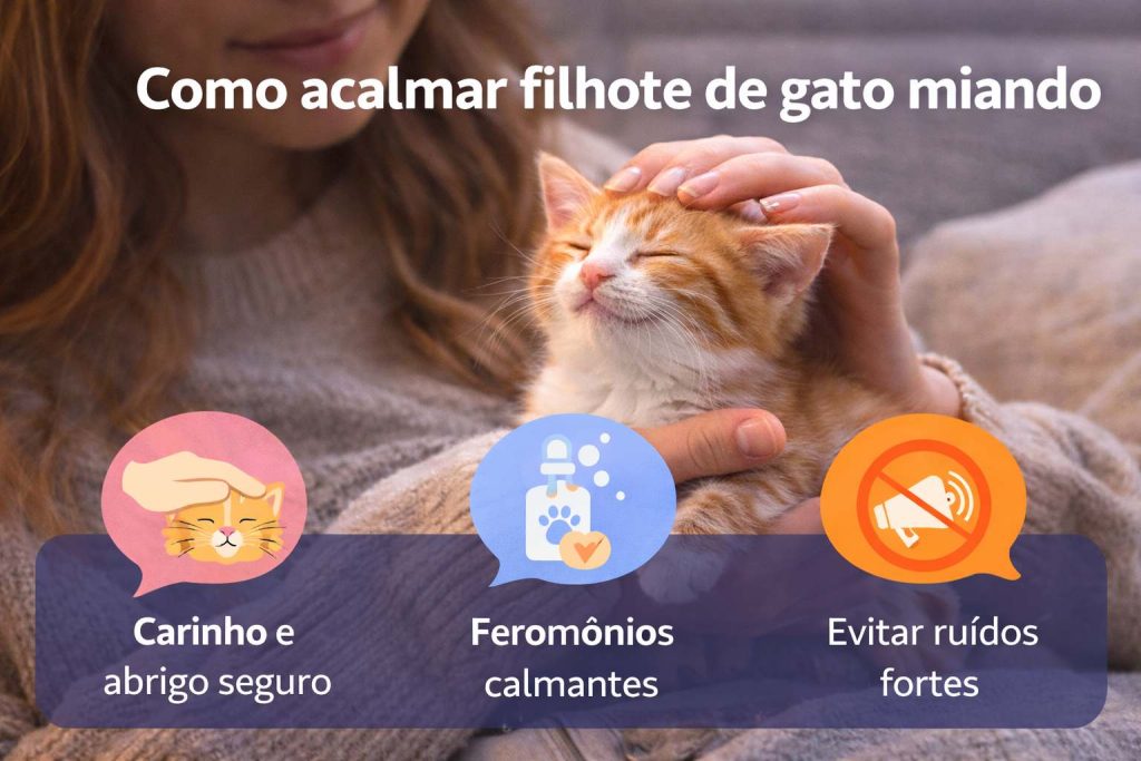 Como acalmar filhote de gato miando