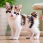 Filhote de Gato Bobtail Japonês