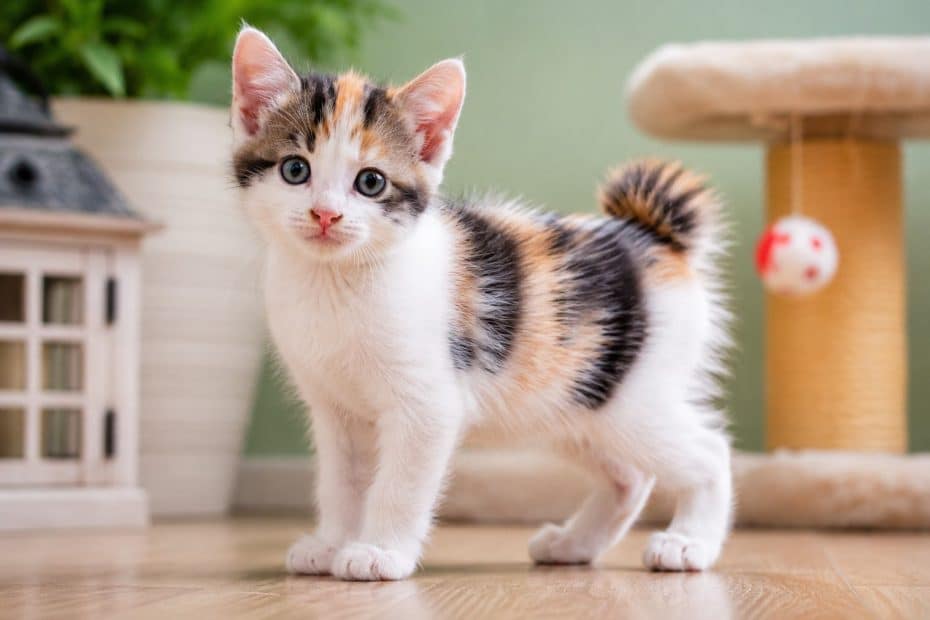 Filhote de Gato Bobtail Japonês